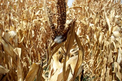 image Mazorca de maíz