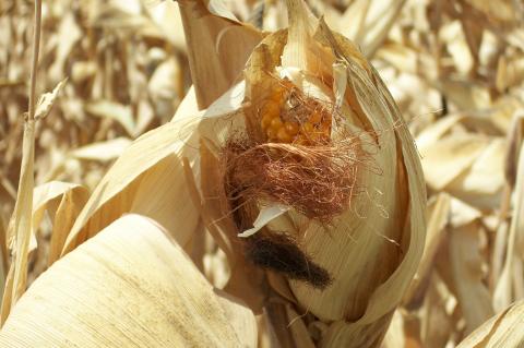 image Mazorca de maíz