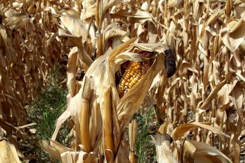 image Mazorca de maíz