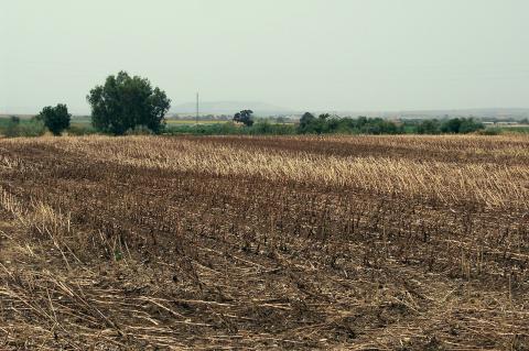 image Campo de girasoles recolectados