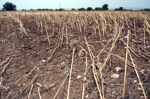 image Campo de girasoles recolectados