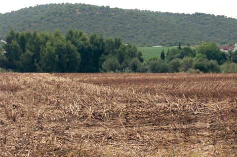 image Campo de girasoles recolectados