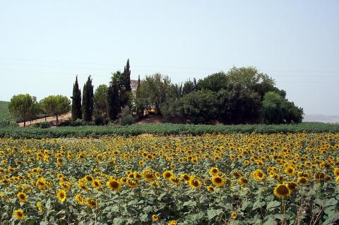 image Plantación de girasoles