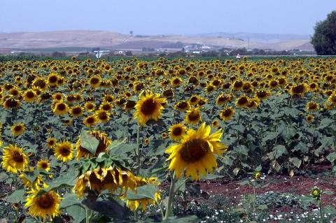 image Plantación de girasoles