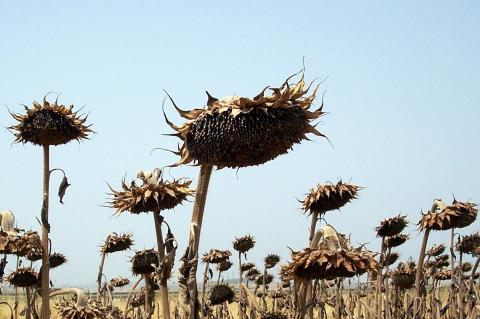 image Plantación de girasoles secos