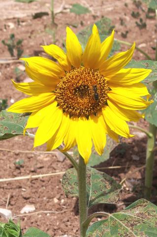 image Flor del girasol