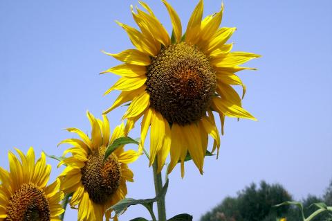 image Flor del girasol