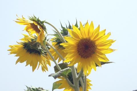 image Flor del girasol