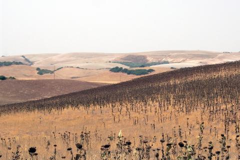 image Plantación de girasoles secos