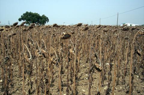 image Plantación de girasoles secos