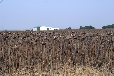 image Plantación de girasoles secos