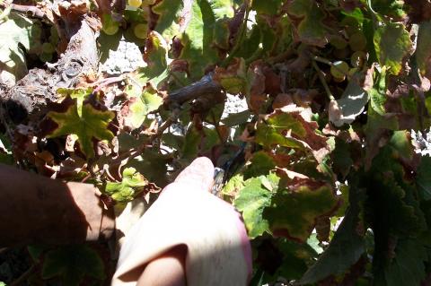 image Recolección de la uva