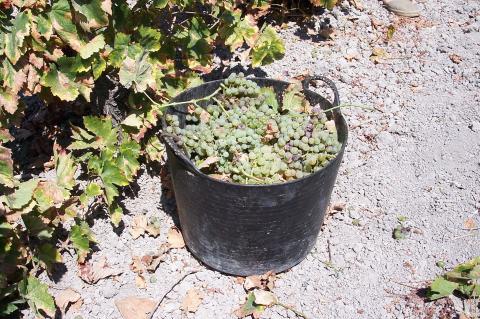 image Espuerta de uvas