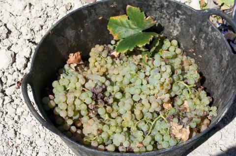 image Espuerta de uvas