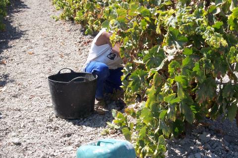 image Recolección de la uva