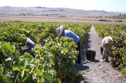 image Recolección de la uva