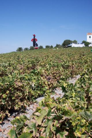 image viñas con cartel de Tio Pepe al fondo
