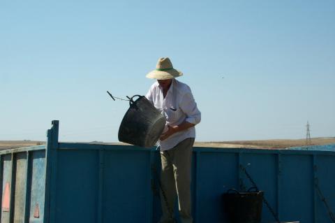 image Hombre descargando las espuertas con uvas en un remolque
