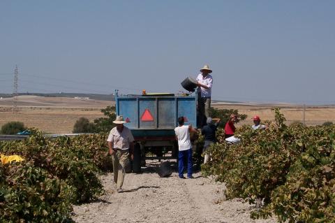 image Jornaleros transportando espuertas de uvas