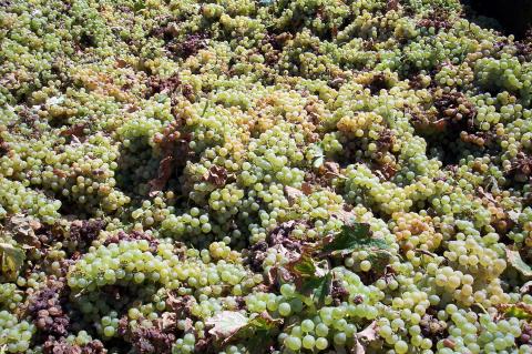 image Uvas en el remolque