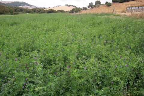 image Campo de alfalfa