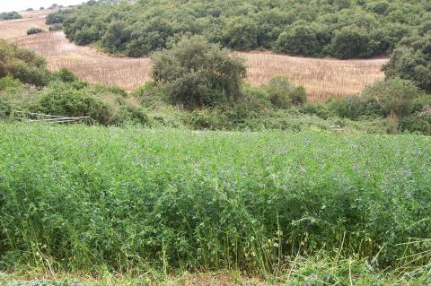 image Campo de alfalfa