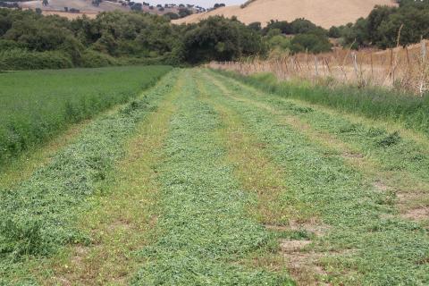 image Campo de alfalfa