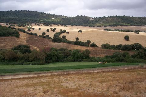 image Siega en un campo de alfalfa