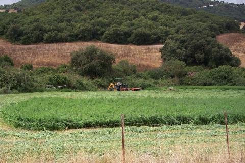 image Siega en un campo de alfalfa