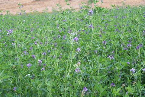 image Planta de alfalfa