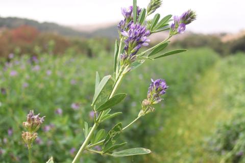 image Planta de alfalfa