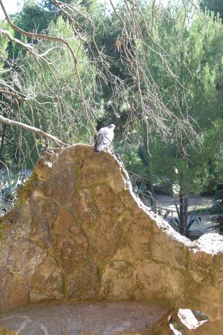 image Zona de jardines, Parque Güell, Barcelona