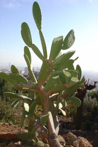 image Cactus, Parque Güell de Barcelona