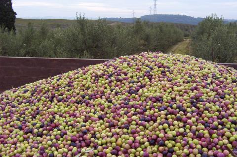 image Aceitunas recién recogidas