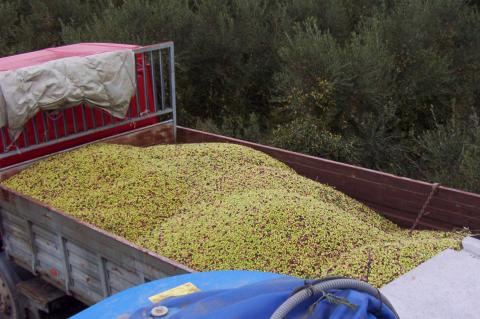 image Aceitunas recién recogidas