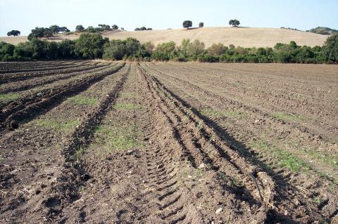 image Campo de olivos recién plantados