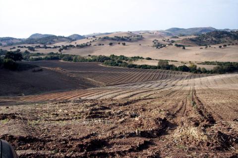 image Campo de olivos recién plantados