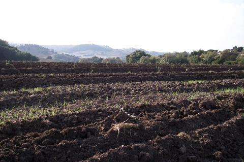 image Campo de olivos recién plantados