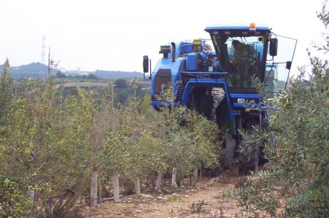 image Cosechadora recolectando aceitunas