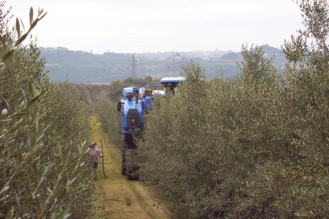 image Cosechadora recolectando aceitunas