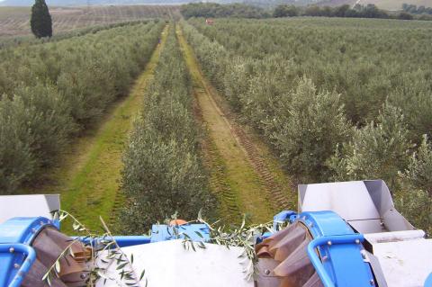 image Cosechadora recolectando aceitunas