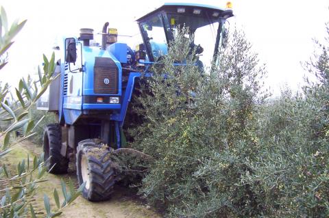 image Cosechadora recolectando aceitunas