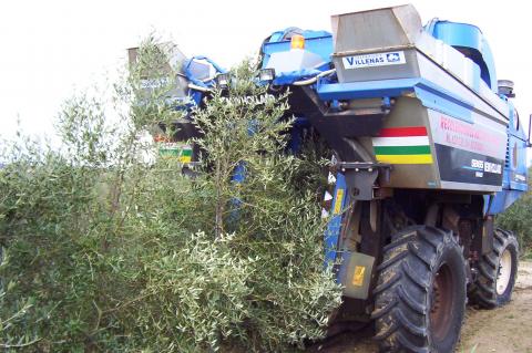 image Cosechadora recolectando aceitunas