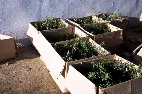 image Cajas con plantones de olivos para sembrar