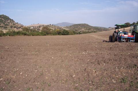 image Plantación de plantones de olivo