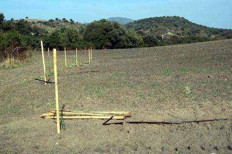 image Postes y olivos recién sembrados