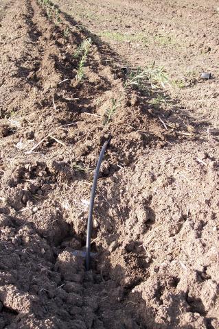 image Salida tubería e hilera de olivos