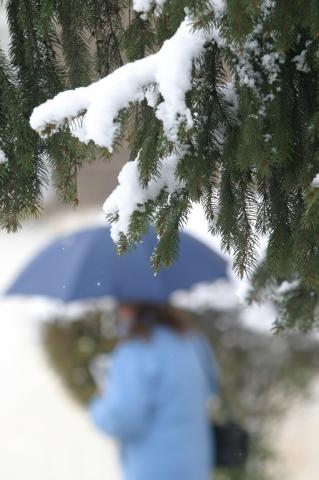 image Árboles nevados