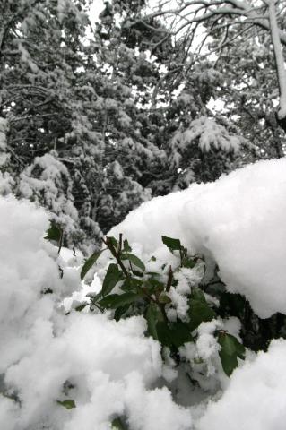 image Árboles nevados