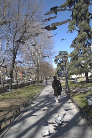 image Paseo del Prado, Madrid